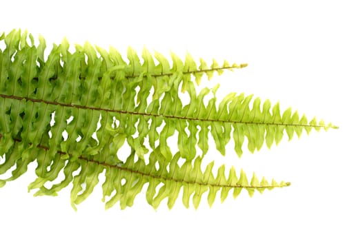 Green fern on white background