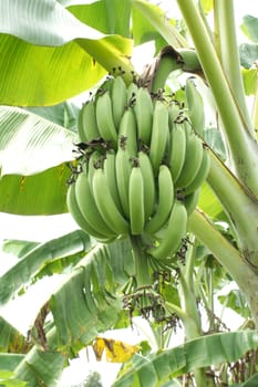 Green banana hanging on a branch of a banana tree