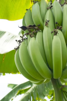 Green banana hanging on a branch of a banana tree