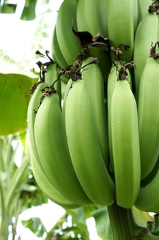 Green banana hanging on a branch of a banana tree