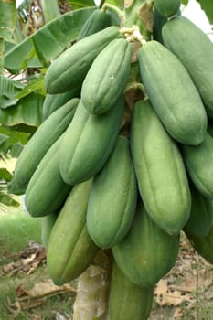 Papaya on the tree.