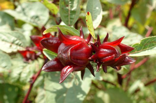 Hibiscus sabdariffa or roselle fruits