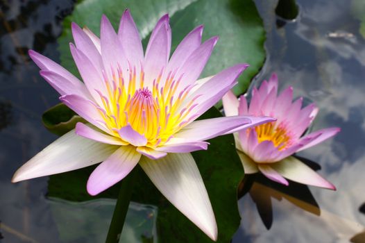 Twin Lotus in the pool.