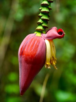 Wild banana flower.