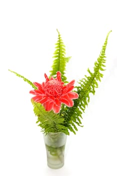 Red flower of etlingera elatior