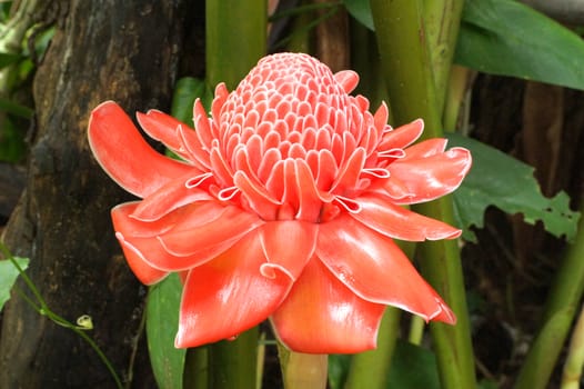 Red flower of etlingera elatior