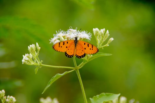 Butterfly on white flower