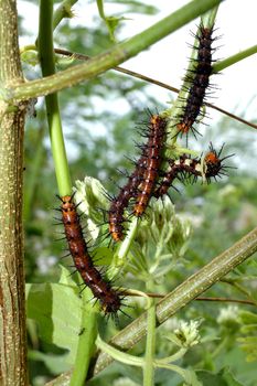 Worm eat leaves.