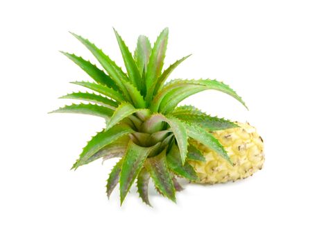 Pineapple plants.
Isolated on white.