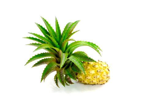 Pineapple plants.
Isolated on white.