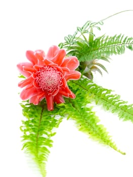 Red flower of etlingera elatior