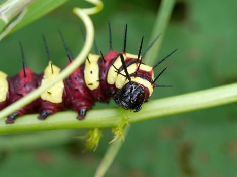 Worm eat leaves.