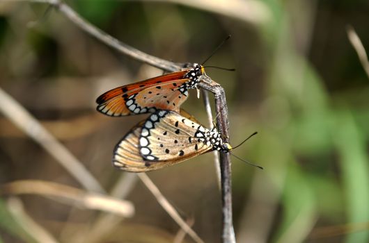 Butterflies mating in the wild.