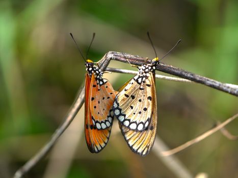 Butterflies mating in the wild.