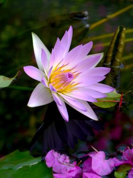 Pink water lily, lotus