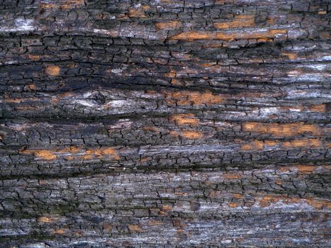 wood texture with natural patterns