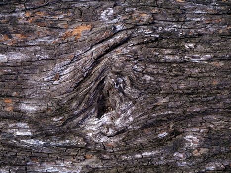 wood texture with natural patterns