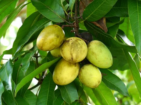 Small mango fruit on the tree.