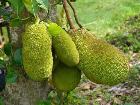 Raw jackfruit on the tree.