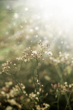 Grass in the morning light.