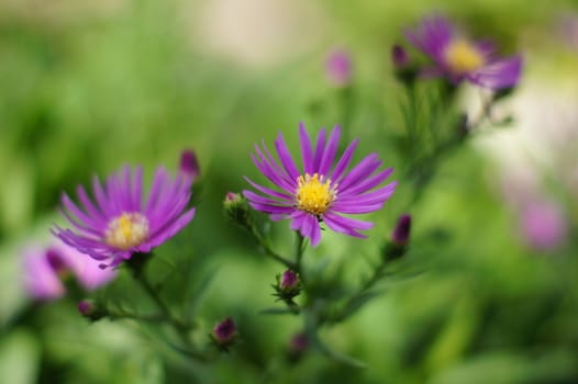 Purple flowers in the garden.