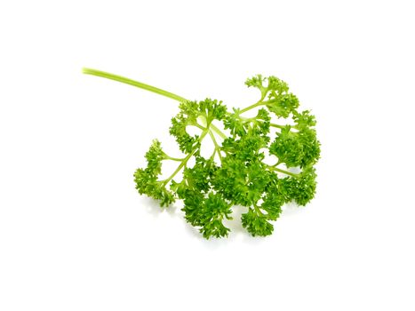 green leaves of parsley isolated on white background