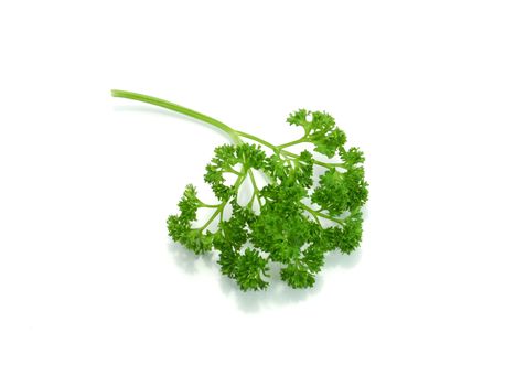 green leaves of parsley isolated on white background