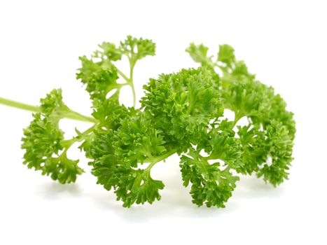 green leaves of parsley isolated on white background