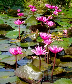 Group of pink lotus. (water lily)