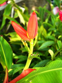 Banana flower