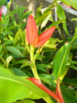 Banana flower