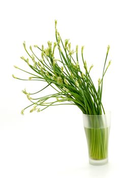Garlic chives flower in the white background..