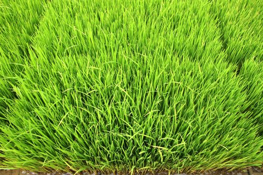 Seedlings for planting rice with machines.