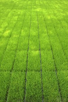 Seedlings for planting rice with machines.