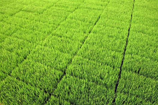 Seedlings for planting rice with machines.