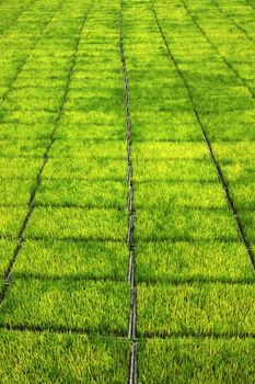 Seedlings for planting rice with machines.