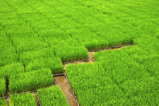 Seedlings for planting rice with machines.