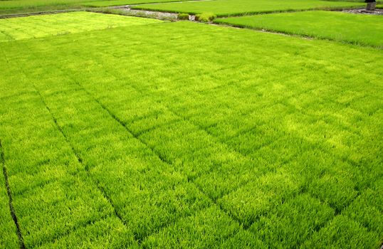 Seedlings for planting rice with machines.