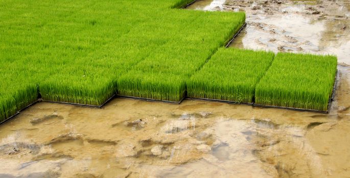 Seedlings for planting rice with machines.