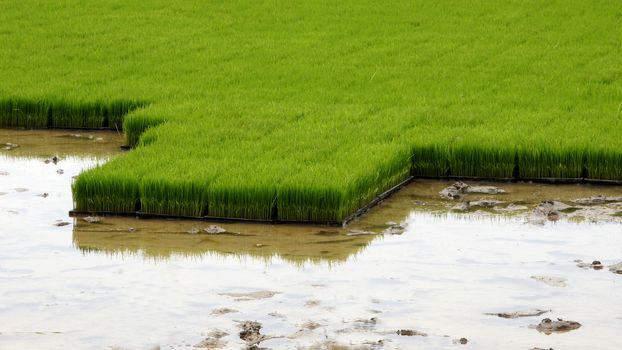 Seedlings for planting rice with machines.