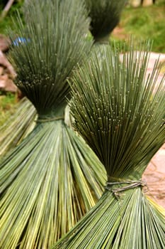 Papyrus for basketry.