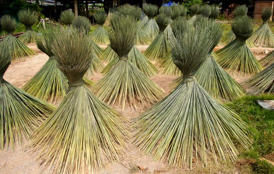 Papyrus for basketry.