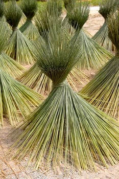 Papyrus for basketry.