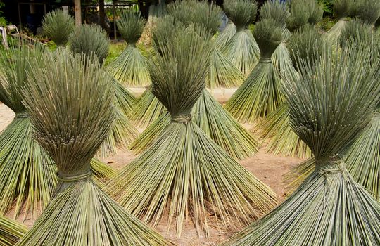 Papyrus for basketry.