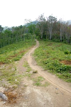 Path through the summer forest