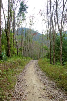 Path through the summer forest