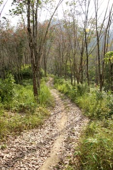 Path through the summer forest