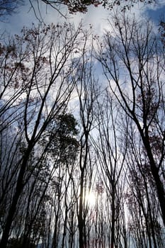 Silhouettes tree branches with sky