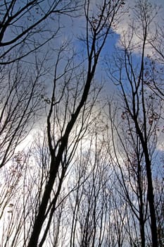 Deciduous trees during the summer.