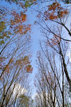 Deciduous trees during the summer.